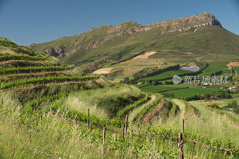 Cape Winelands Rows视图